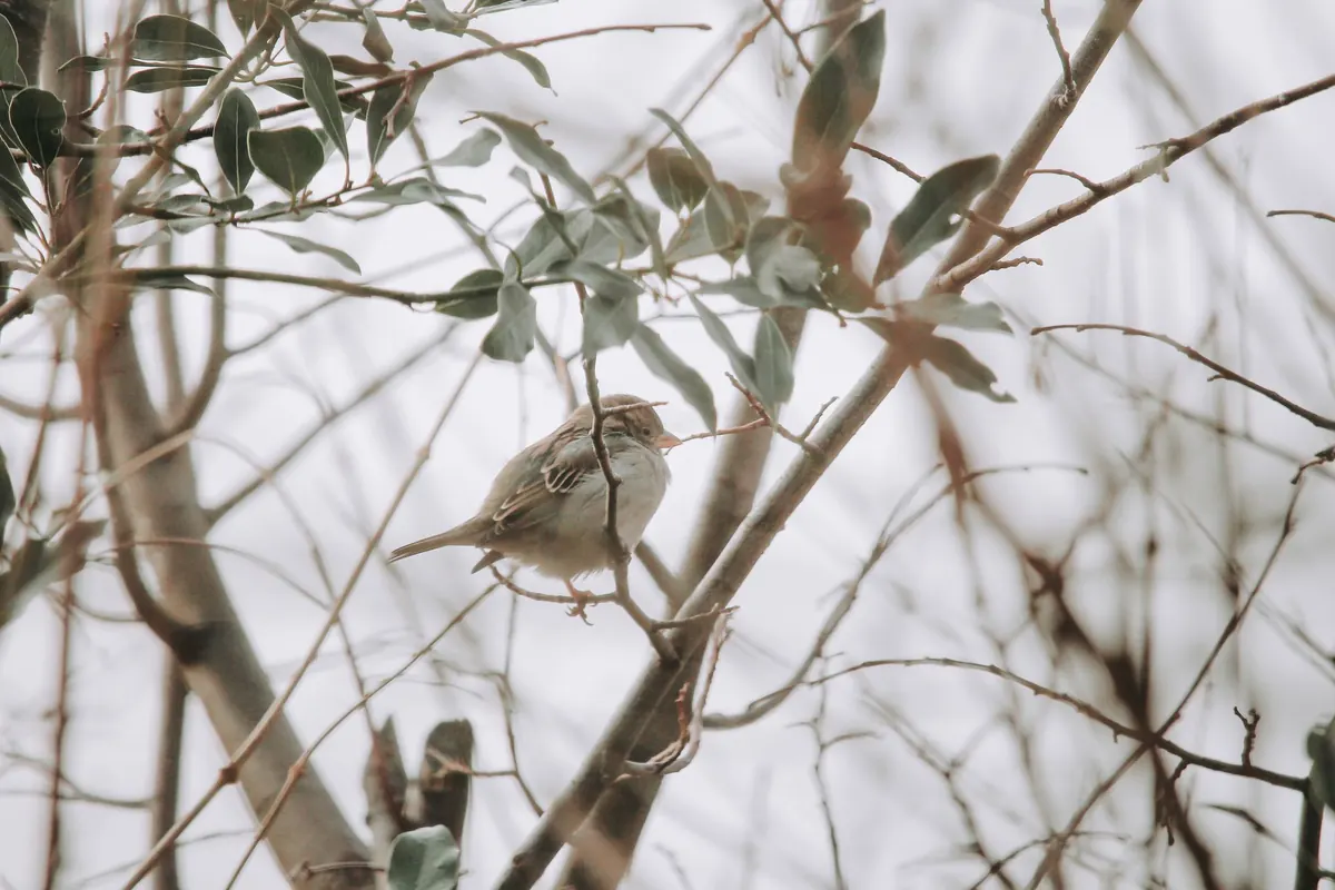 How to Build a Backyard Habitat Certification Checklist