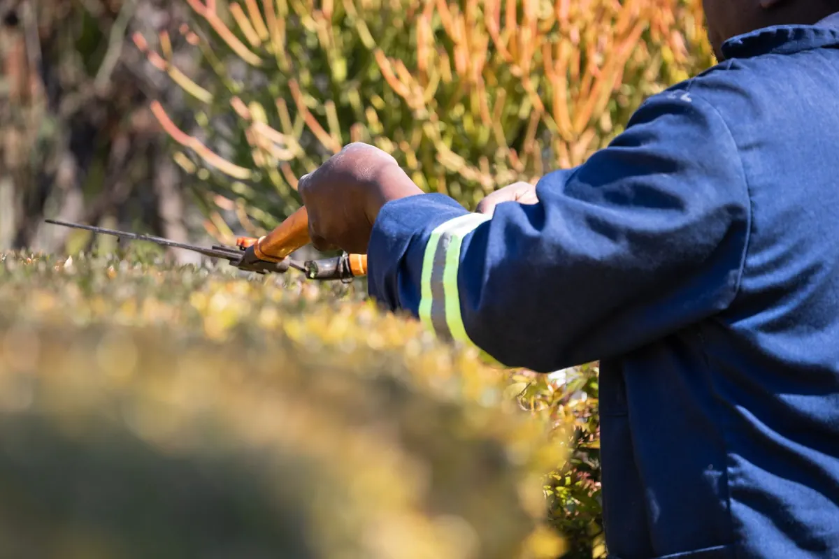 Invasive Species Removal: A Seasonal Guide for Woodland Edges