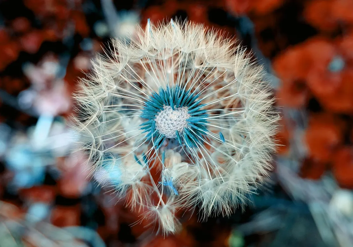 Native Wildflower Seed Mixes vs. Single-Species Packets: A Beginner's Comparison