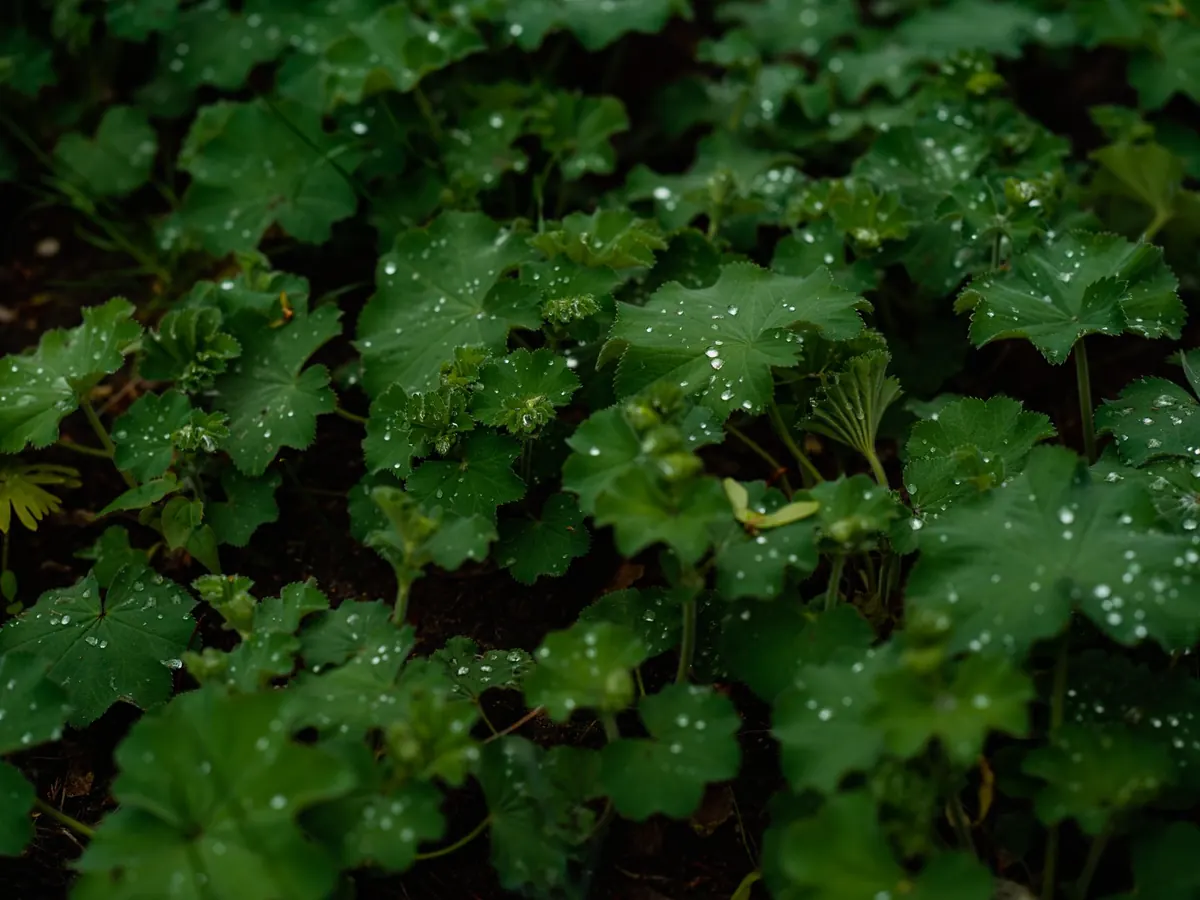 Rain Gardens 101: How to Capture Roof Runoff with Native Plants
